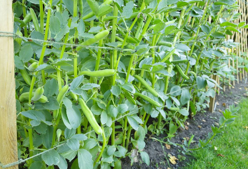 Broad bean plants